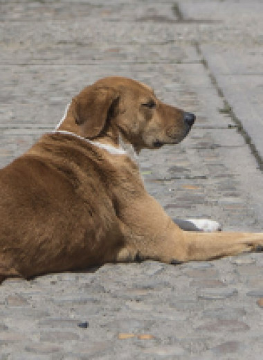 «Симпатия»: как построить приют для собак на фоне политического кризиса