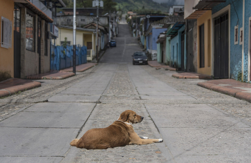«Симпатия»: как построить приют для собак на фоне политического кризиса
