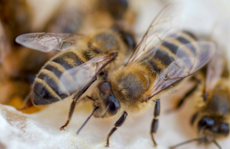 У зараженных пчел обнаружили повышенный уровень феромона тревоги