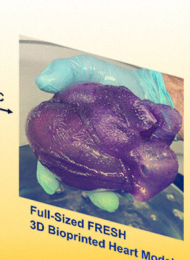 Из мягкого гидрогеля напечатали анатомически точную модель сердца в натуральную величину