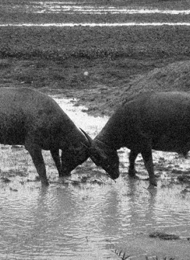 Археологи нашли древнейшие свидетельства разведения буйволов на Кавказе