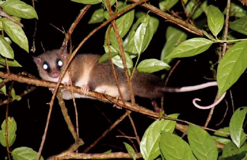 В одном из наиболее изученных мест в мире открыли новый вид мышиных опоссумов