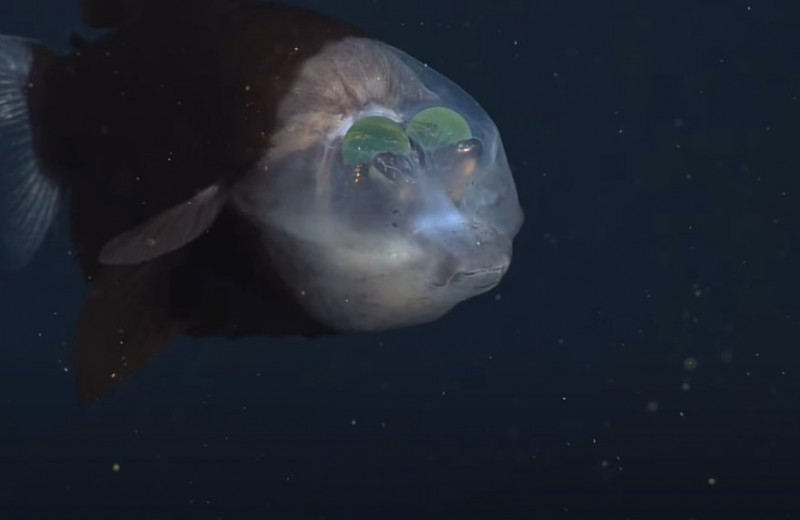 Два зеленых шара внутри головы: ученые обнаружили странную рыбу в Тихом океане