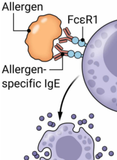 Вакцина против иммуноглобулина E защитила мышей от анафилактического шока