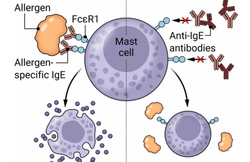 Вакцина против иммуноглобулина E защитила мышей от анафилактического шока