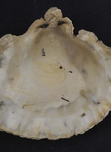 Личинки австралийских устриц приплыли на шум клешней раков-щелкунов