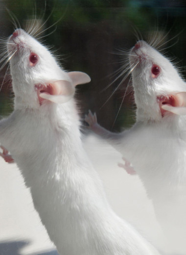 Рабочий скот науки: как лабораторные животные спасают жизни людей