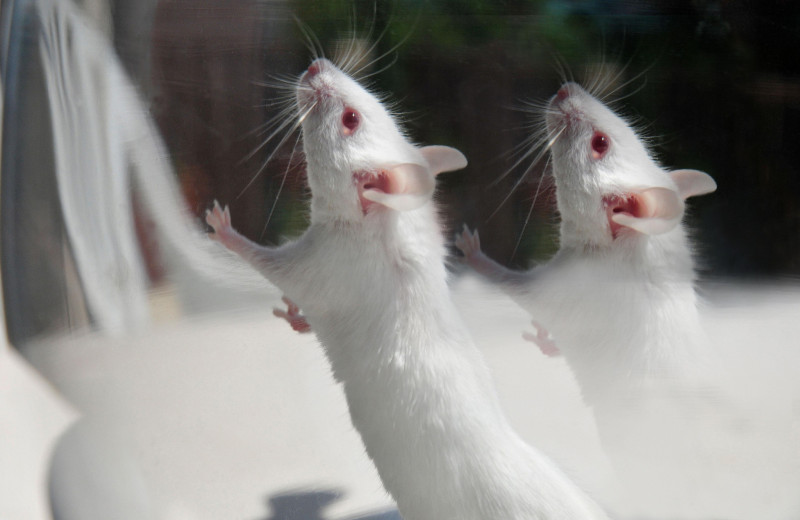 Рабочий скот науки: как лабораторные животные спасают жизни людей