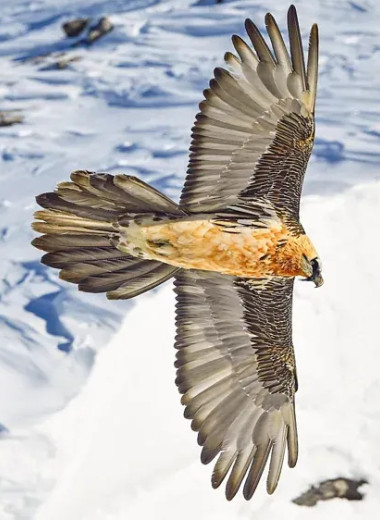 Костолом вернулся: как вымерли и возродились альпийские грифы