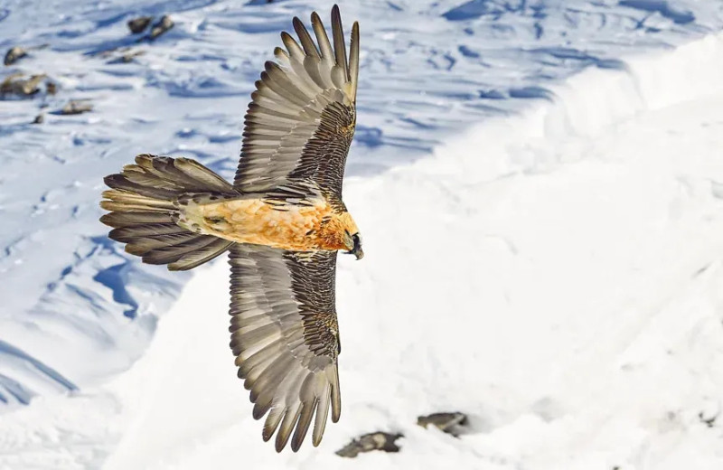 Костолом вернулся: как вымерли и возродились альпийские грифы