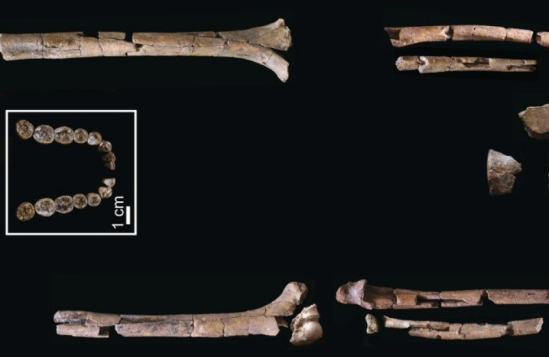 Рост человека умелого из Кооби-Форы оценили в 160 сантиметров