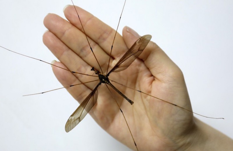 Самый большой в мире комар пойман в Китае