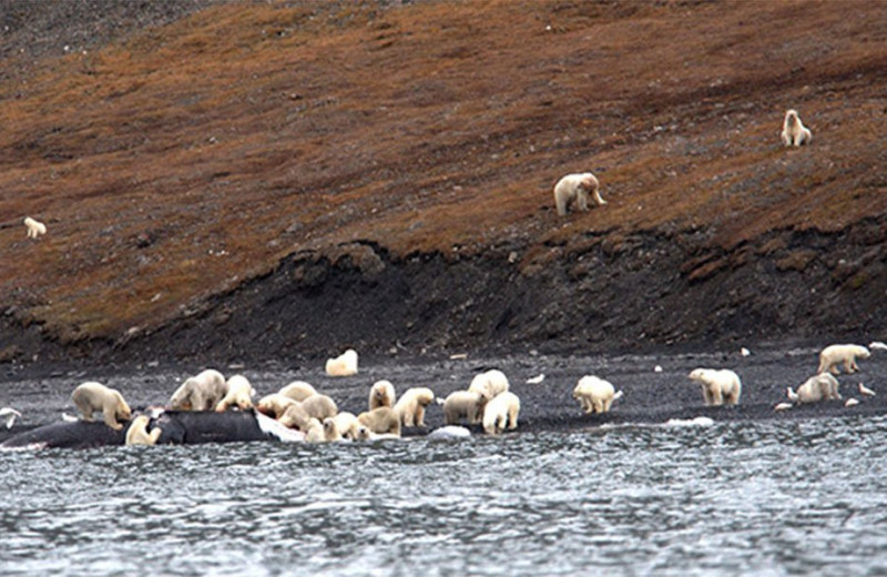 230 белых медведей пируют на острове Врангеля: фото