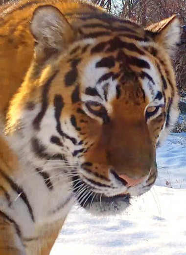 Мычащий амурский тигр прошел по следам туристов на «Земле леопарда»: видео