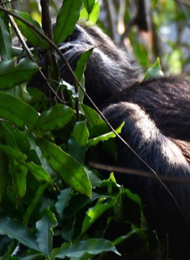 Шимпанзе построили более теплые гнезда накануне холодной ночи