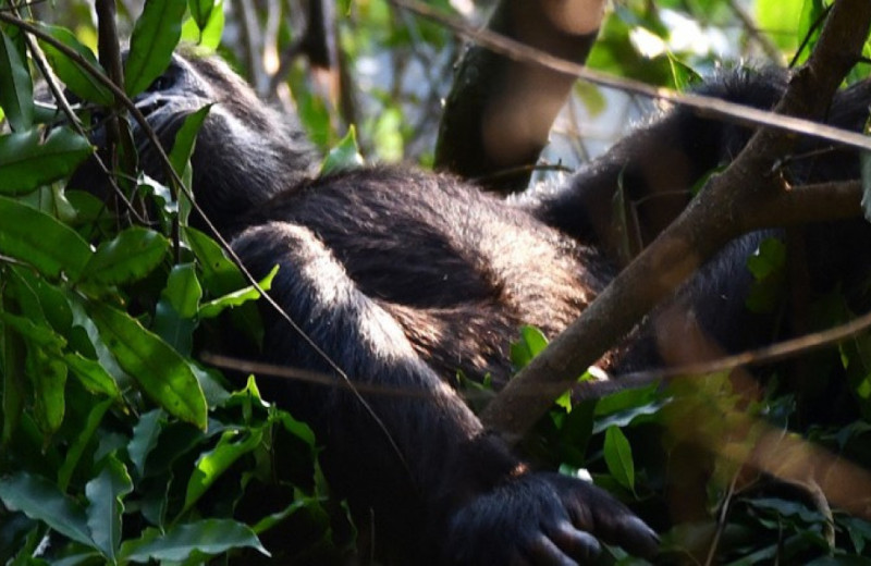 Шимпанзе построили более теплые гнезда накануне холодной ночи