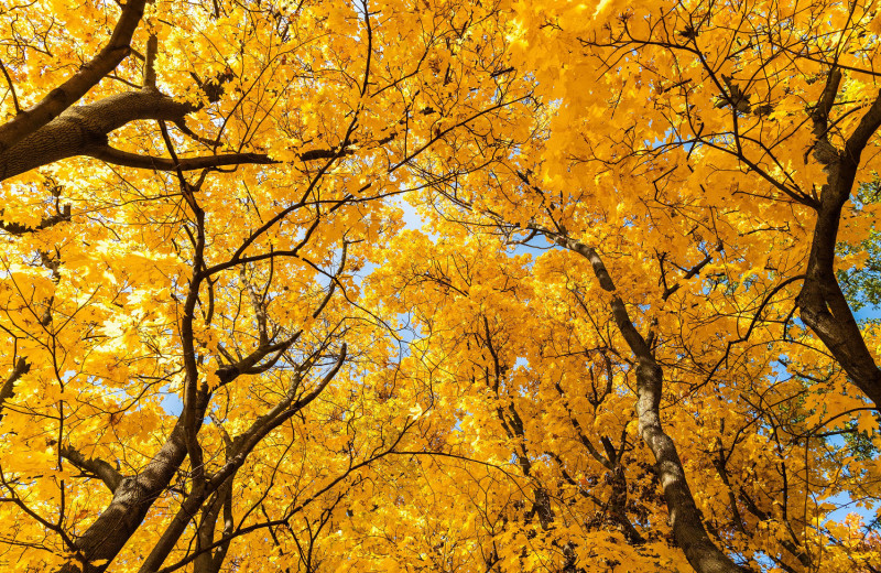 Дерево с резными листьями: как клены делают нашу жизнь слаще
