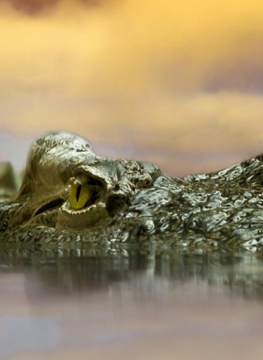 Крокодилы: интересные факты и особенности