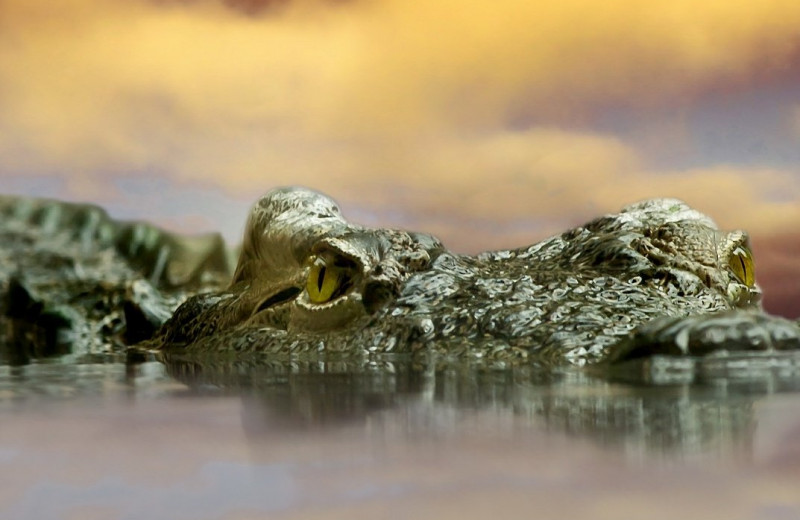 Крокодилы: интересные факты и особенности