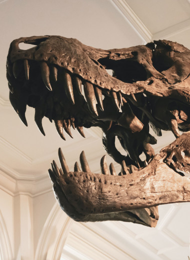 Правда ли, что в музеях выставляют настоящие кости динозавров?