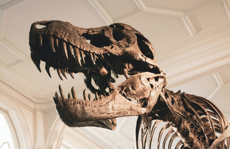 Правда ли, что в музеях выставляют настоящие кости динозавров?