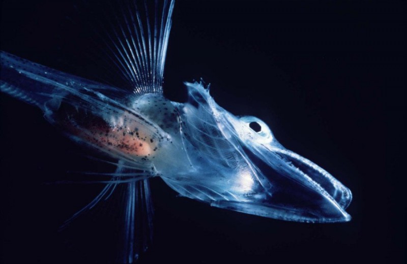 Как рыбы выживают в ледяных водах? Им помогает природный антифриз