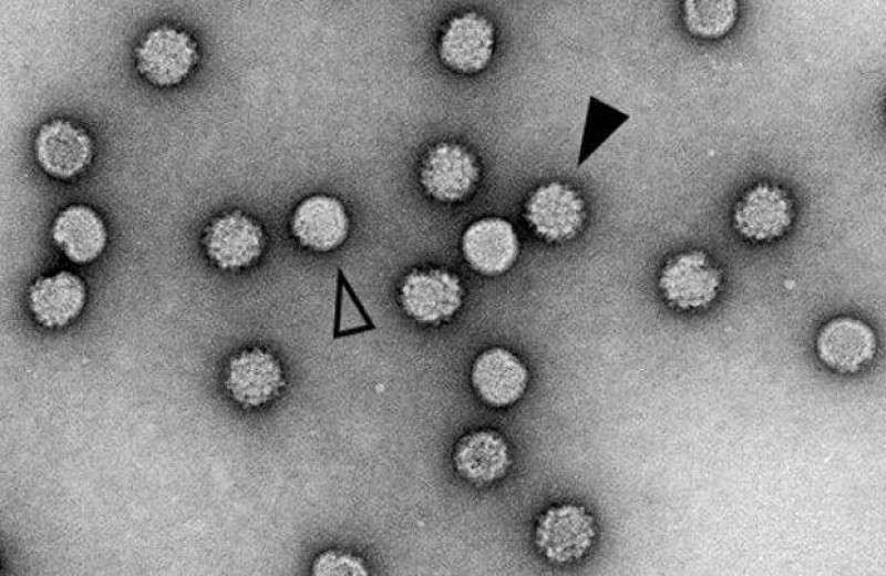 Пластырь с микроиглами доставил вакцину от вируса Денге в эпидермис мышей