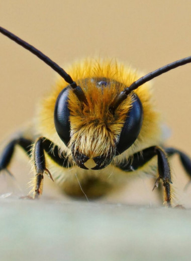Что делать, если ужалила пчела: 5 способов вылечить укус