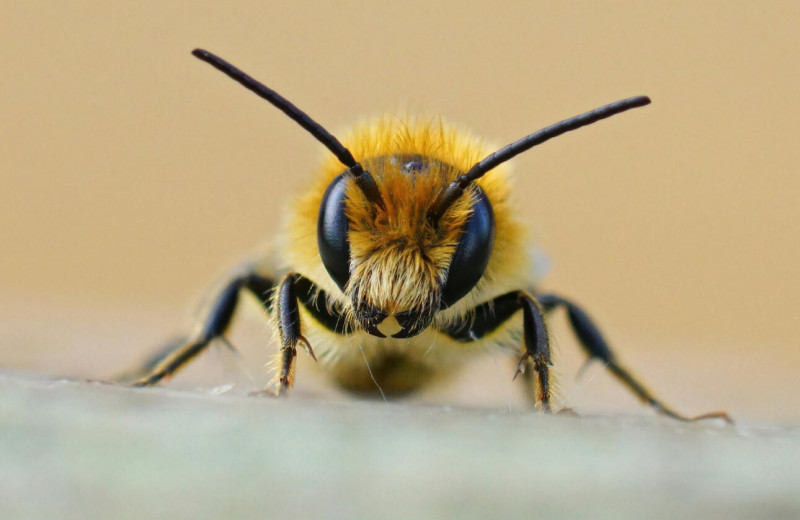 Что делать, если ужалила пчела: 5 способов вылечить укус