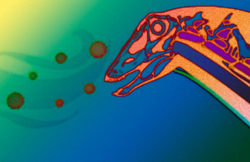 Палеонтологи впервые диагностировали инфекцию воздушных мешков у динозавра