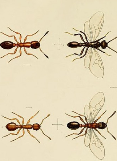 Паразиты превратили рабочих муравьев в ленивых долгожителей