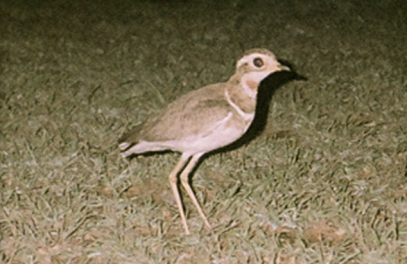 Орнитологи составили список десяти самых разыскиваемых видов птиц