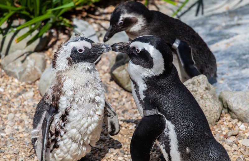 Общение пингвинов соответствует двум законам человеческого языка