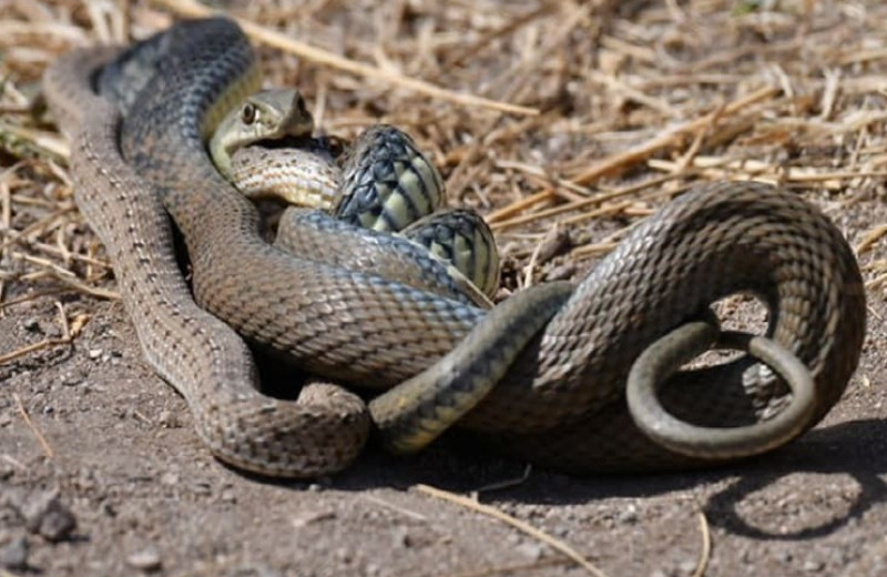 Герпетологи уличили 207 видов змей в каннибализме