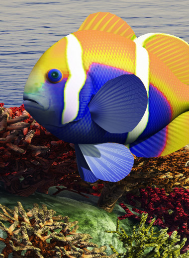 Рыба в газировке: почему через 80 лет исчезнут 90% морских обитателей Земли
