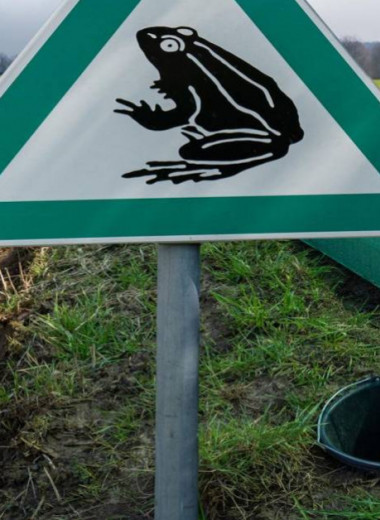 Немецкий дневник: «такси для жаб», нарушение кровообращения и другие приметы весны