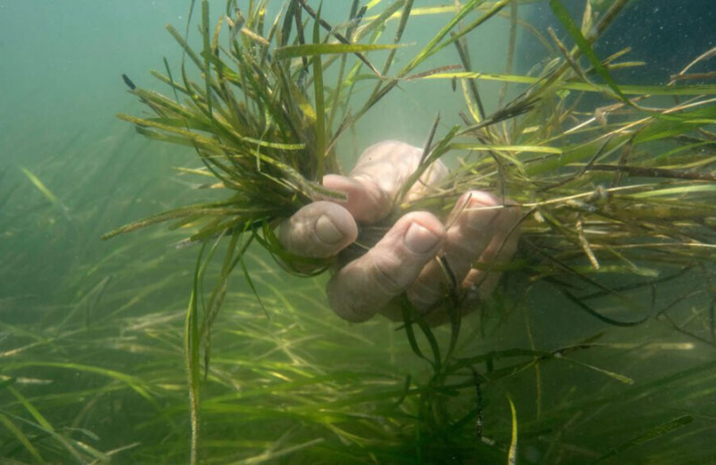 Морские травы идеально подходят для восстановления экосистем. Их миллионами высаживают у побережья США