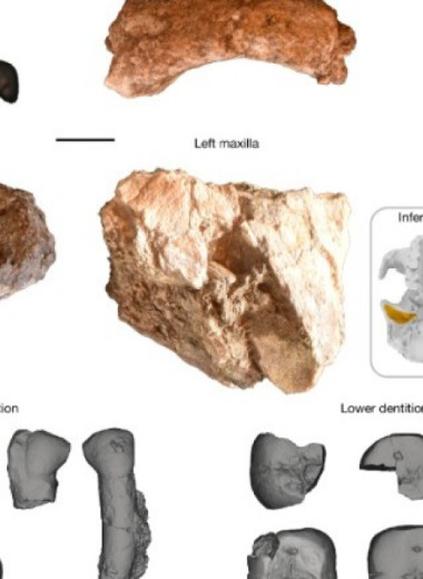 В Восточной Африке впервые нашли кисть парантропа