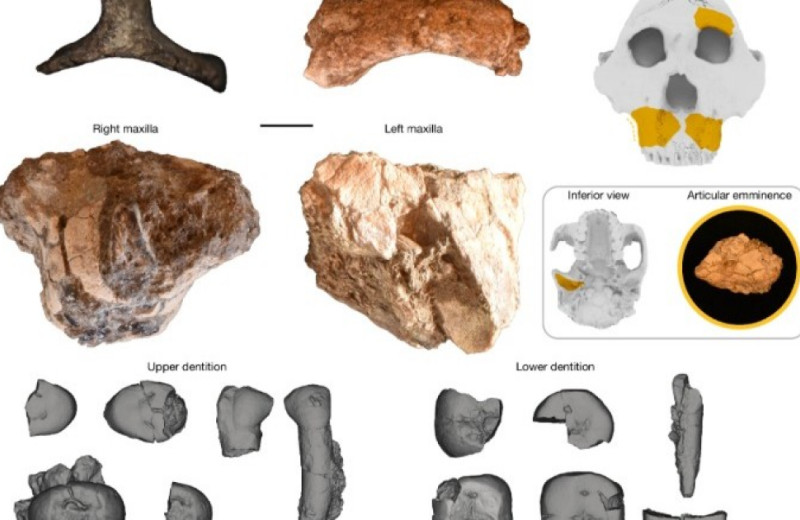 В Восточной Африке впервые нашли кисть парантропа