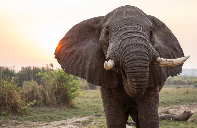 Парадокс Пето: ученые узнали, почему слоны редко болеют раком