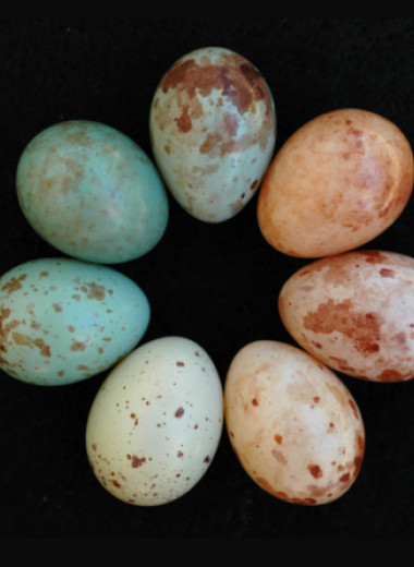 Наследование по материнской линии помогло ткачам-кукушкам нести яйца разного цвета
