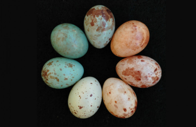 Наследование по материнской линии помогло ткачам-кукушкам нести яйца разного цвета