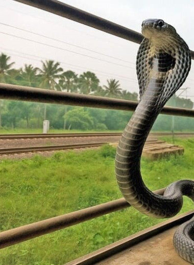 Королевские кобры зайцами проехались в индийских поездах