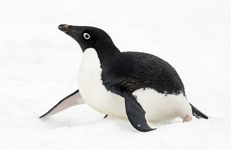 Пингвин Адели преодолел 3000 километров и добрался из Антарктиды в Новую Зеландию