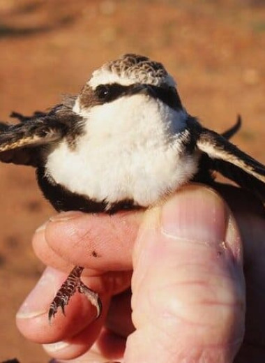 Австралийские ласточки глубоко оцепенели в дождливую погоду