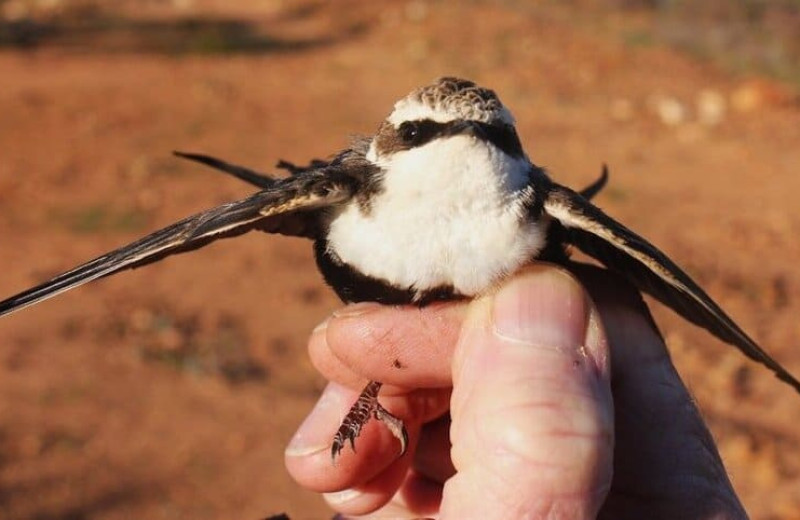 Австралийские ласточки глубоко оцепенели в дождливую погоду