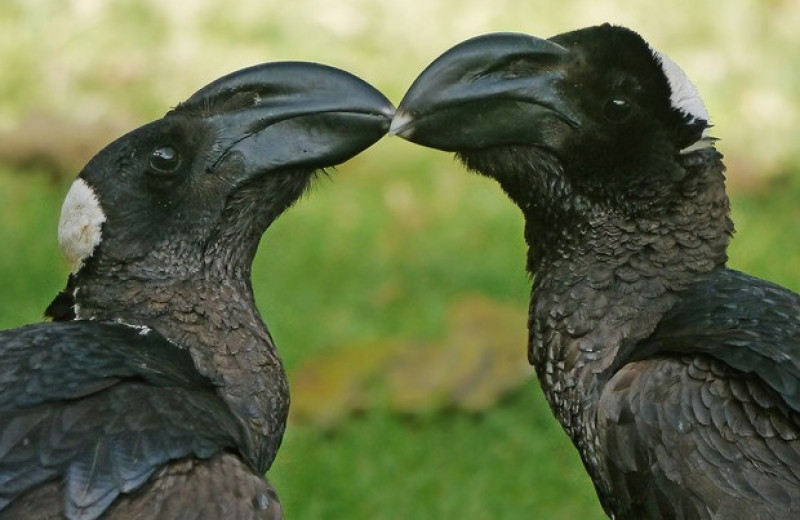 Эволюционный успех воронов и ворон объяснили длинными крыльями и крупным телом и мозгом