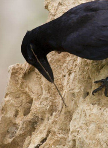 На Земли лишь два вида птиц, умеющих делать орудия труда