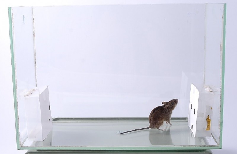 Мыши оказались способны различать числа