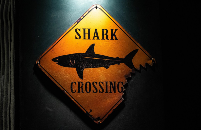 7 мест на планете, где акула — реальная опасность